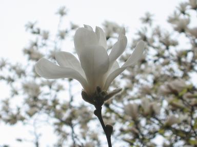 Flower - David Hsu 2004 March